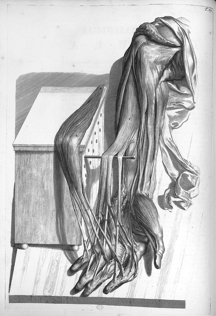 An illustration from Anatomia humani corporis, centum et quinque tabulis, per artificiosiss. G. de Lairesse ad vivum delineatis, demonstrata ..., 1685, leaf 158