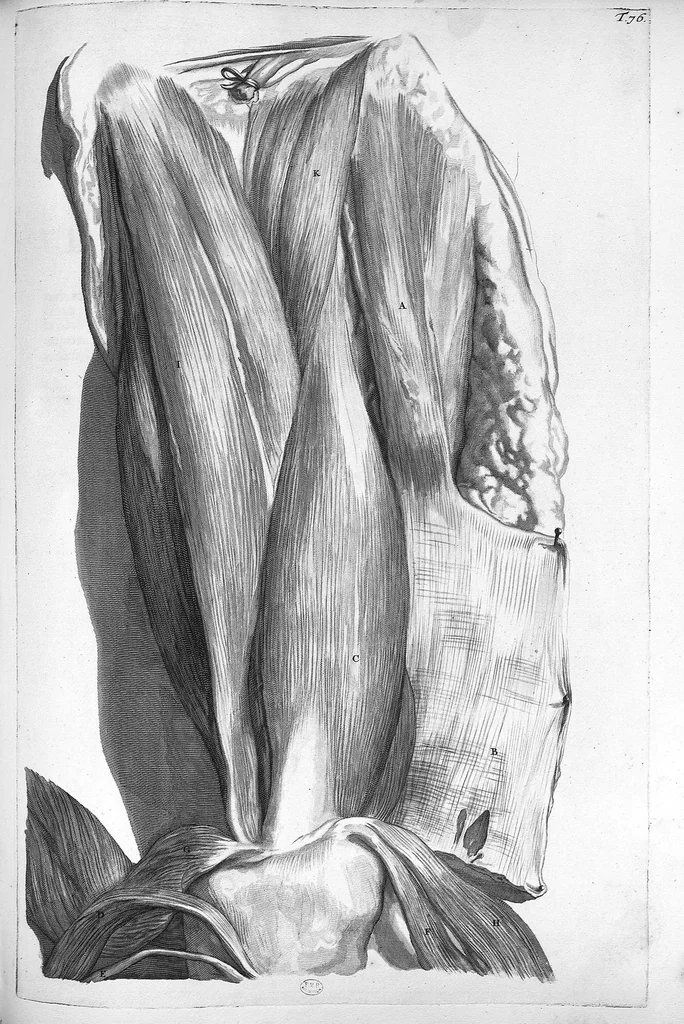 An illustration from Anatomia humani corporis, centum et quinque tabulis, per artificiosiss. G. de Lairesse ad vivum delineatis, demonstrata ..., 1685, leaf 177