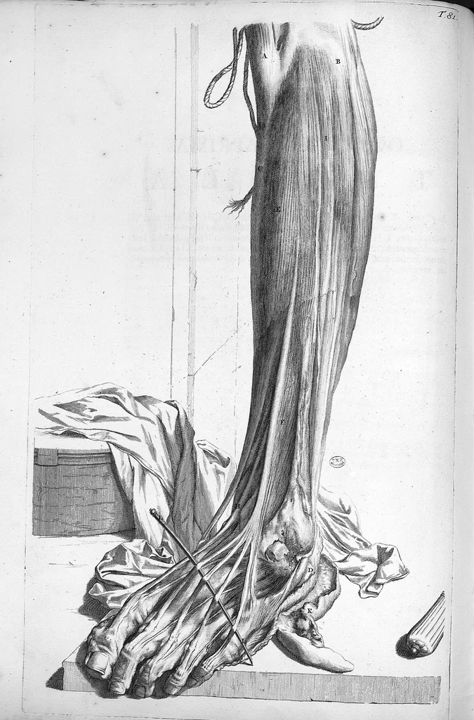 An illustration from Anatomia humani corporis, centum et quinque tabulis, per artificiosiss. G. de Lairesse ad vivum delineatis, demonstrata ..., 1685, leaf 186