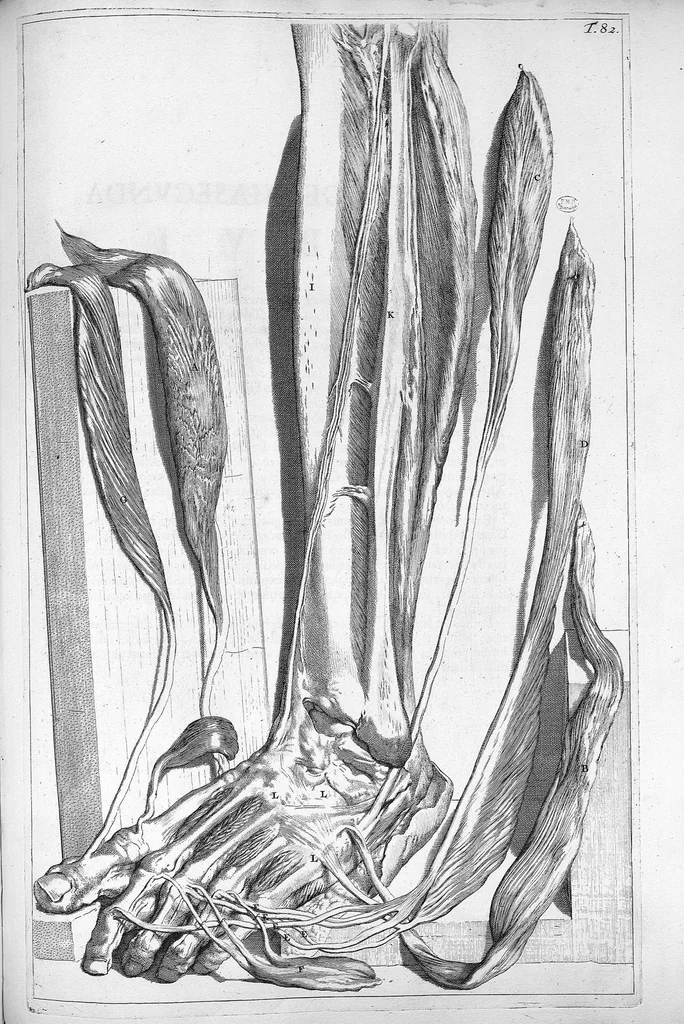 An illustration from Anatomia humani corporis, centum et quinque tabulis, per artificiosiss. G. de Lairesse ad vivum delineatis, demonstrata ..., 1685, leaf 189