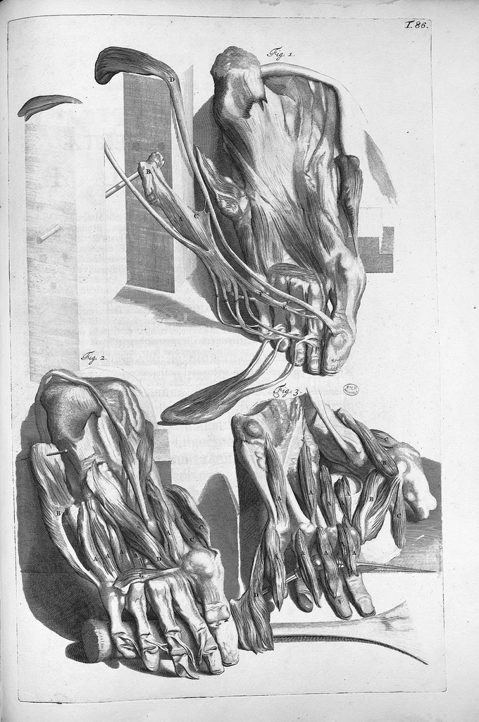 An illustration from Anatomia humani corporis, centum et quinque tabulis, per artificiosiss. G. de Lairesse ad vivum delineatis, demonstrata ..., 1685, leaf 197