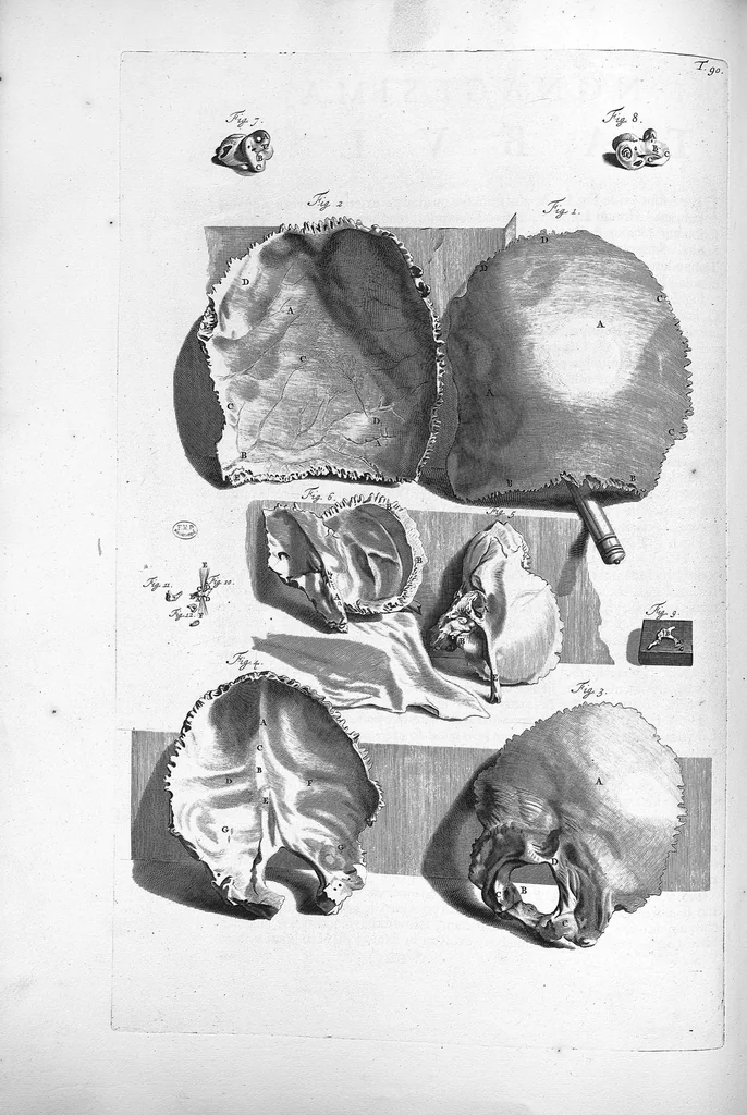 An illustration from Anatomia humani corporis, centum et quinque tabulis, per artificiosiss. G. de Lairesse ad vivum delineatis, demonstrata ..., 1685, leaf 205
