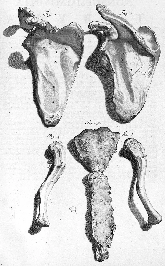 An illustration from Anatomia humani corporis, centum et quinque tabulis, per artificiosiss. G. de Lairesse ad vivum delineatis, demonstrata ..., 1685, leaf 218