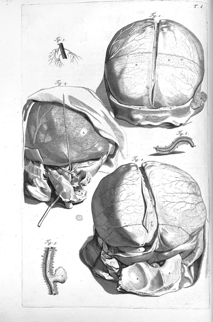An illustration from Anatomia humani corporis, centum et quinque tabulis, per artificiosiss. G. de Lairesse ad vivum delineatis, demonstrata ..., 1685, leaf 22