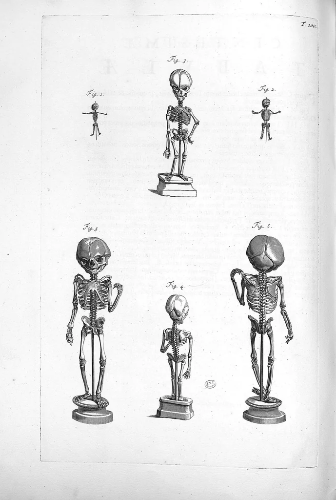 An illustration from Anatomia humani corporis, centum et quinque tabulis, per artificiosiss. G. de Lairesse ad vivum delineatis, demonstrata ..., 1685, leaf 227