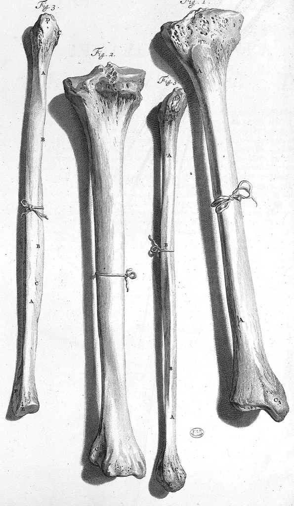 An illustration from Anatomia humani corporis, centum et quinque tabulis, per artificiosiss. G. de Lairesse ad vivum delineatis, demonstrata ..., 1685, leaf 235