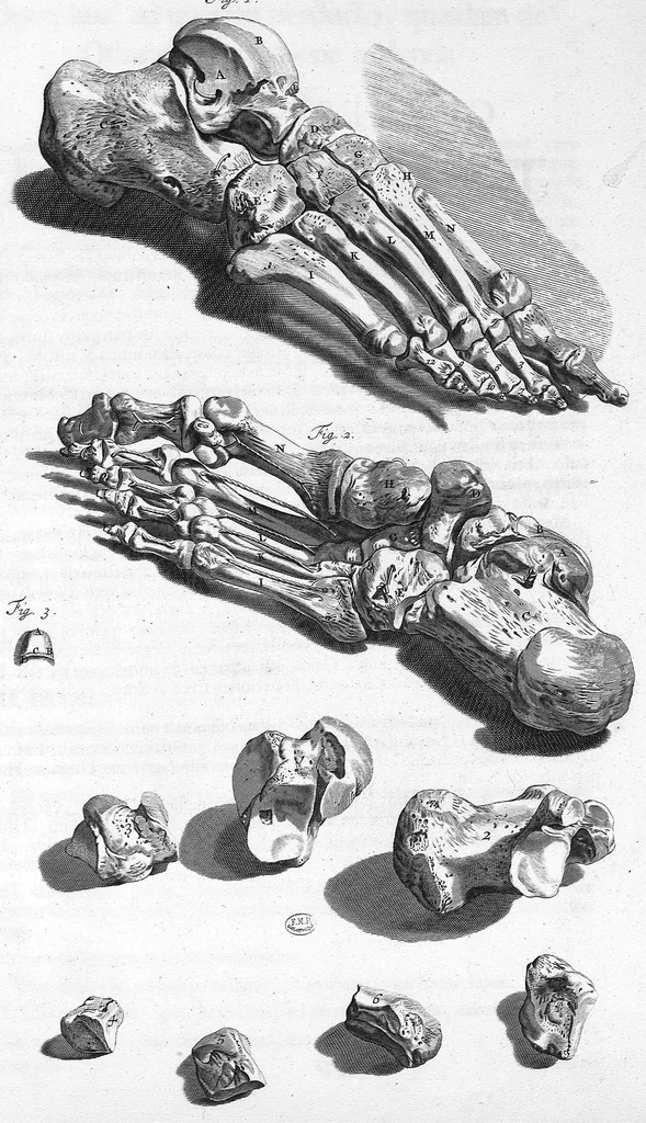 An illustration from Anatomia humani corporis, centum et quinque tabulis, per artificiosiss. G. de Lairesse ad vivum delineatis, demonstrata ..., 1685, leaf 238