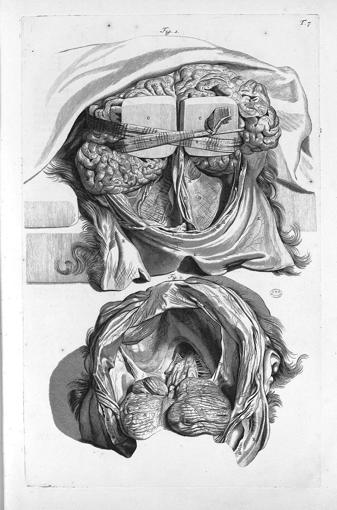 An illustration from Anatomia humani corporis, centum et quinque tabulis, per artificiosiss. G. de Lairesse ad vivum delineatis, demonstrata ..., 1685, leaf 25