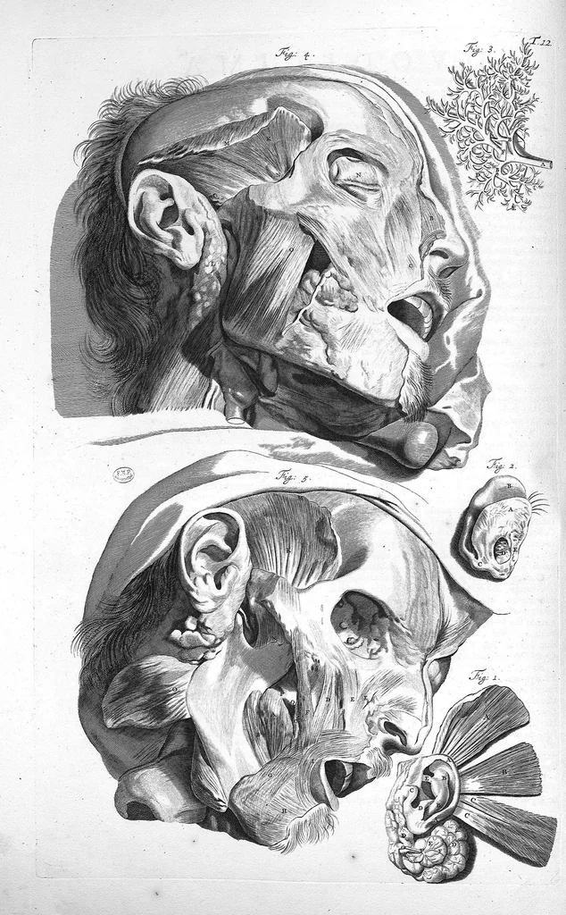 An illustration from Anatomia humani corporis, centum et quinque tabulis, per artificiosiss. G. de Lairesse ad vivum delineatis, demonstrata ..., 1685, leaf 39
