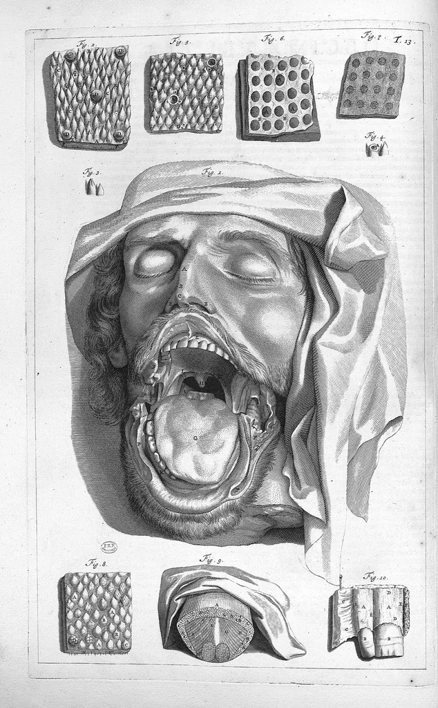An illustration from Anatomia humani corporis, centum et quinque tabulis, per artificiosiss. G. de Lairesse ad vivum delineatis, demonstrata ..., 1685, leaf 42