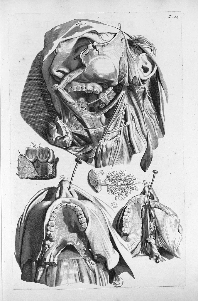 An illustration from Anatomia humani corporis, centum et quinque tabulis, per artificiosiss. G. de Lairesse ad vivum delineatis, demonstrata ..., 1685, leaf 45