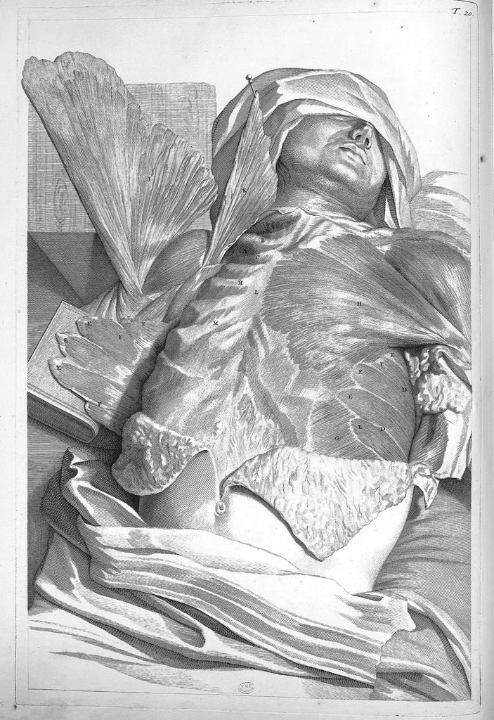 An illustration from Anatomia humani corporis, centum et quinque tabulis, per artificiosiss. G. de Lairesse ad vivum delineatis, demonstrata ..., 1685, leaf 57