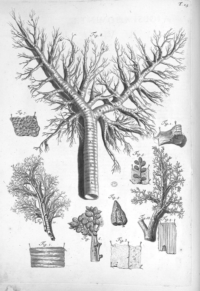 An illustration from Anatomia humani corporis, centum et quinque tabulis, per artificiosiss. G. de Lairesse ad vivum delineatis, demonstrata ..., 1685, leaf 68