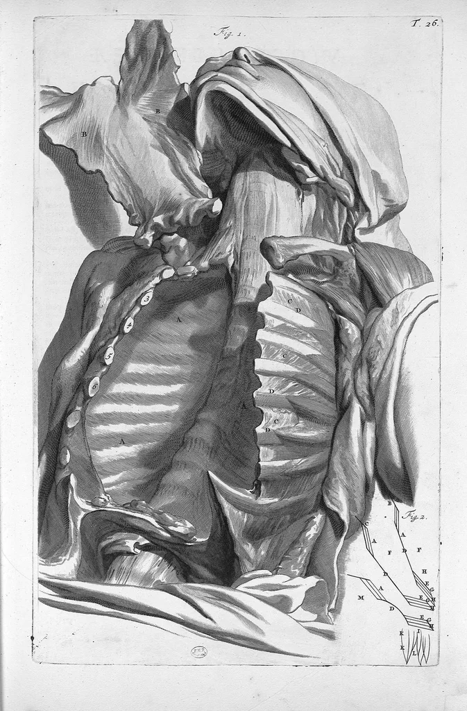 An illustration from Anatomia humani corporis, centum et quinque tabulis, per artificiosiss. G. de Lairesse ad vivum delineatis, demonstrata ..., 1685, leaf 71