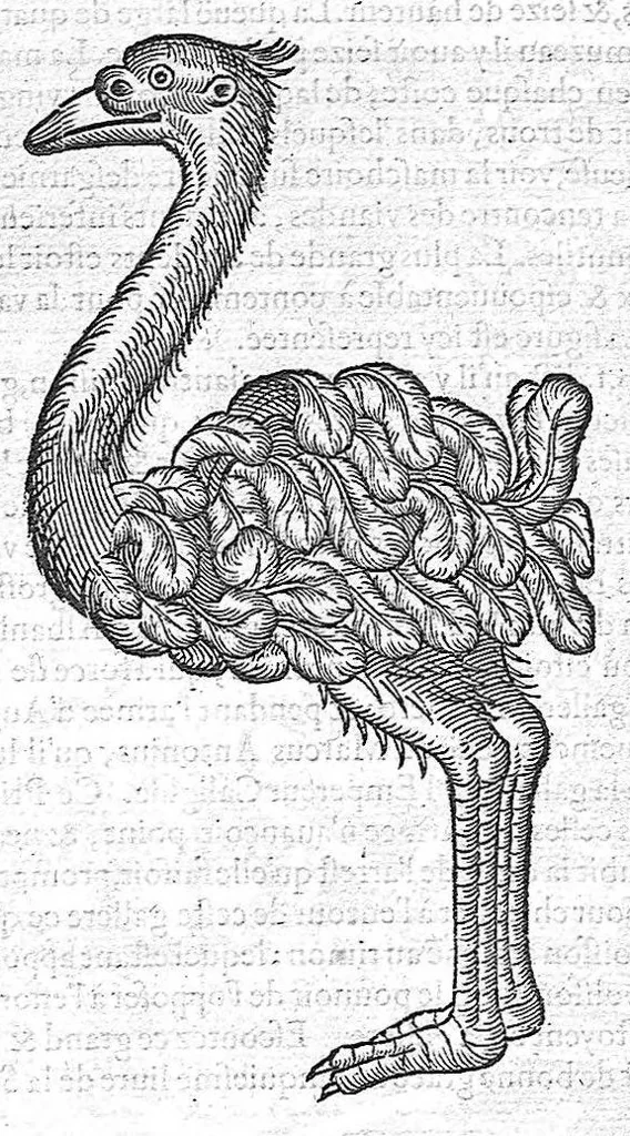 An illustration from Les Oeuvres d'Ambroise Paré,... divisées en vingt huict livres avec les figures et portraicts, tant de l'anatomie que des instruments de chirurgie, et de plusieurs monstres, reveuës et augmentées par l'autheur. Quatriesme Edition., 1585, leaf 1112