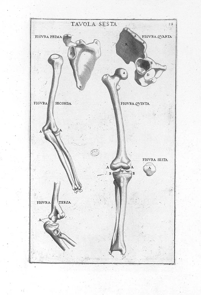 An illustration from Anatomia per uso et intelligenza del disegno ricercata non solo su gl'ossi, e muscoli del corpo humano : ma dimostrata ancora su le statue antiche più insigni di Roma : delineata in più tavole con tutte le figure in varie faccie, e vedute / per istudio della Regia Academia de Francia pittura e scultura sollo la direzzione di Carlo Errard gia direttore di essa in Roma ; preparata su'i cadaveri dal dottor Bernardino Genga ... ; con le spiegazioni et indice del sigr. canonico Gio. Maria Lancisi ..., 1691, leaf 11