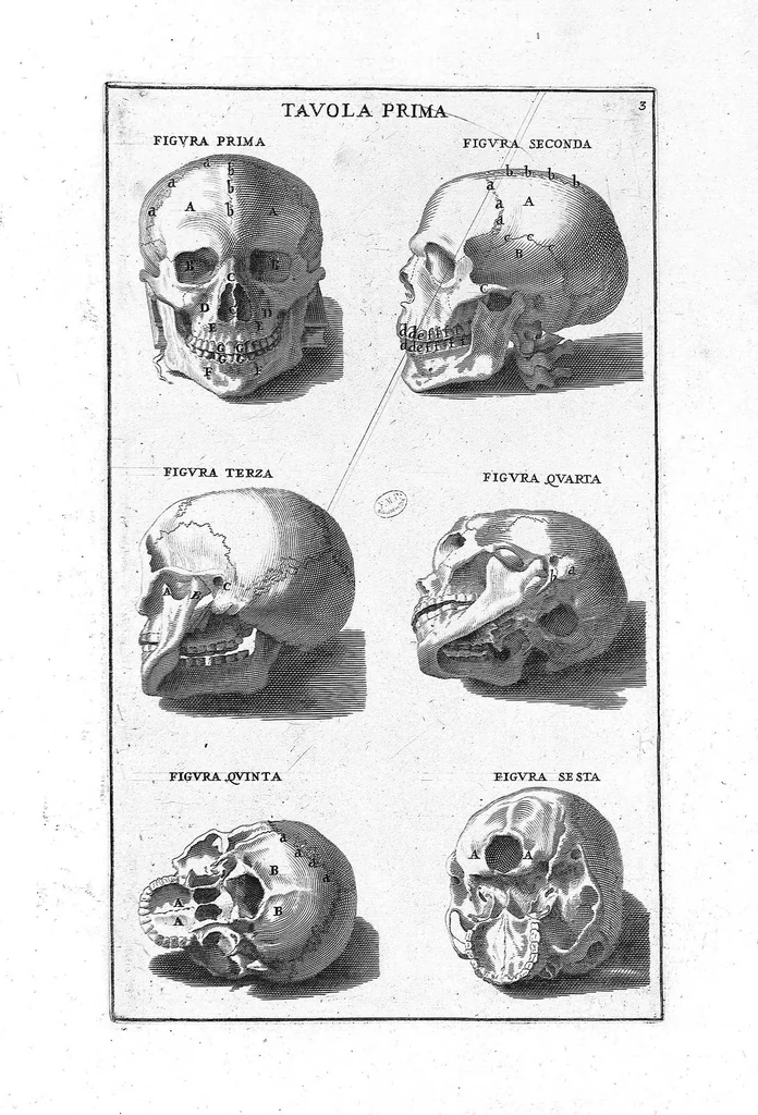 An illustration from Anatomia per uso et intelligenza del disegno ricercata non solo su gl'ossi, e muscoli del corpo humano : ma dimostrata ancora su le statue antiche più insigni di Roma : delineata in più tavole con tutte le figure in varie faccie, e vedute / per istudio della Regia Academia de Francia pittura e scultura sollo la direzzione di Carlo Errard gia direttore di essa in Roma ; preparata su'i cadaveri dal dottor Bernardino Genga ... ; con le spiegazioni et indice del sigr. canonico Gio. Maria Lancisi ..., 1691, leaf 2
