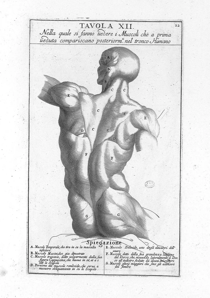 An illustration from Anatomia per uso et intelligenza del disegno ricercata non solo su gl'ossi, e muscoli del corpo humano : ma dimostrata ancora su le statue antiche più insigni di Roma : delineata in più tavole con tutte le figure in varie faccie, e vedute / per istudio della Regia Academia de Francia pittura e scultura sollo la direzzione di Carlo Errard gia direttore di essa in Roma ; preparata su'i cadaveri dal dottor Bernardino Genga ... ; con le spiegazioni et indice del sigr. canonico Gio. Maria Lancisi ..., 1691, leaf 21