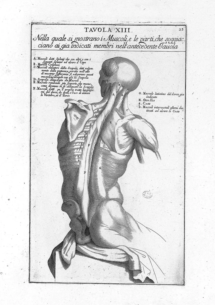 An illustration from Anatomia per uso et intelligenza del disegno ricercata non solo su gl'ossi, e muscoli del corpo humano : ma dimostrata ancora su le statue antiche più insigni di Roma : delineata in più tavole con tutte le figure in varie faccie, e vedute / per istudio della Regia Academia de Francia pittura e scultura sollo la direzzione di Carlo Errard gia direttore di essa in Roma ; preparata su'i cadaveri dal dottor Bernardino Genga ... ; con le spiegazioni et indice del sigr. canonico Gio. Maria Lancisi ..., 1691, leaf 22