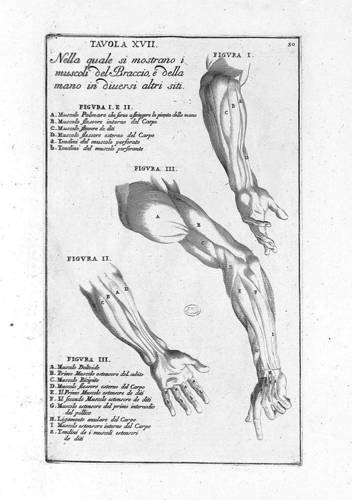 An illustration from Anatomia per uso et intelligenza del disegno ricercata non solo su gl'ossi, e muscoli del corpo humano : ma dimostrata ancora su le statue antiche più insigni di Roma : delineata in più tavole con tutte le figure in varie faccie, e vedute / per istudio della Regia Academia de Francia pittura e scultura sollo la direzzione di Carlo Errard gia direttore di essa in Roma ; preparata su'i cadaveri dal dottor Bernardino Genga ... ; con le spiegazioni et indice del sigr. canonico Gio. Maria Lancisi ..., 1691, leaf 29