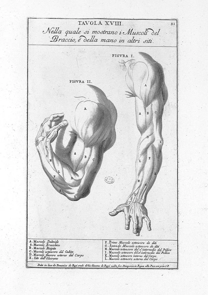 An illustration from Anatomia per uso et intelligenza del disegno ricercata non solo su gl'ossi, e muscoli del corpo humano : ma dimostrata ancora su le statue antiche più insigni di Roma : delineata in più tavole con tutte le figure in varie faccie, e vedute / per istudio della Regia Academia de Francia pittura e scultura sollo la direzzione di Carlo Errard gia direttore di essa in Roma ; preparata su'i cadaveri dal dottor Bernardino Genga ... ; con le spiegazioni et indice del sigr. canonico Gio. Maria Lancisi ..., 1691, leaf 30
