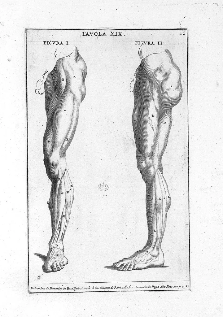 An illustration from Anatomia per uso et intelligenza del disegno ricercata non solo su gl'ossi, e muscoli del corpo humano : ma dimostrata ancora su le statue antiche più insigni di Roma : delineata in più tavole con tutte le figure in varie faccie, e vedute / per istudio della Regia Academia de Francia pittura e scultura sollo la direzzione di Carlo Errard gia direttore di essa in Roma ; preparata su'i cadaveri dal dottor Bernardino Genga ... ; con le spiegazioni et indice del sigr. canonico Gio. Maria Lancisi ..., 1691, leaf 31