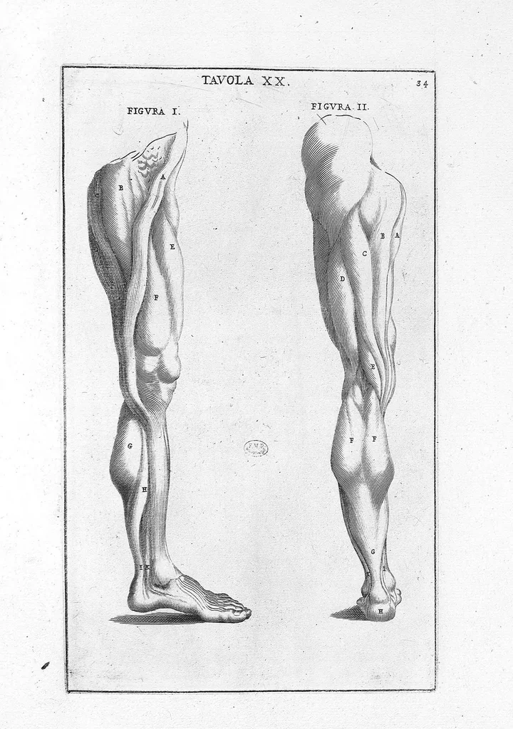 An illustration from Anatomia per uso et intelligenza del disegno ricercata non solo su gl'ossi, e muscoli del corpo humano : ma dimostrata ancora su le statue antiche più insigni di Roma : delineata in più tavole con tutte le figure in varie faccie, e vedute / per istudio della Regia Academia de Francia pittura e scultura sollo la direzzione di Carlo Errard gia direttore di essa in Roma ; preparata su'i cadaveri dal dottor Bernardino Genga ... ; con le spiegazioni et indice del sigr. canonico Gio. Maria Lancisi ..., 1691, leaf 33