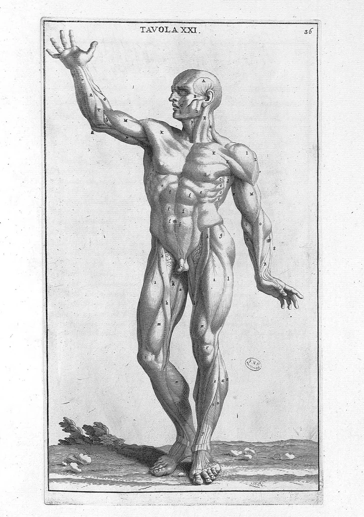 An illustration from Anatomia per uso et intelligenza del disegno ricercata non solo su gl'ossi, e muscoli del corpo humano : ma dimostrata ancora su le statue antiche più insigni di Roma : delineata in più tavole con tutte le figure in varie faccie, e vedute / per istudio della Regia Academia de Francia pittura e scultura sollo la direzzione di Carlo Errard gia direttore di essa in Roma ; preparata su'i cadaveri dal dottor Bernardino Genga ... ; con le spiegazioni et indice del sigr. canonico Gio. Maria Lancisi ..., 1691, leaf 35
