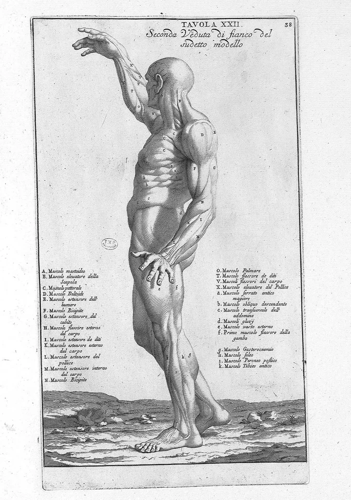 An illustration from Anatomia per uso et intelligenza del disegno ricercata non solo su gl'ossi, e muscoli del corpo humano : ma dimostrata ancora su le statue antiche più insigni di Roma : delineata in più tavole con tutte le figure in varie faccie, e vedute / per istudio della Regia Academia de Francia pittura e scultura sollo la direzzione di Carlo Errard gia direttore di essa in Roma ; preparata su'i cadaveri dal dottor Bernardino Genga ... ; con le spiegazioni et indice del sigr. canonico Gio. Maria Lancisi ..., 1691, leaf 37