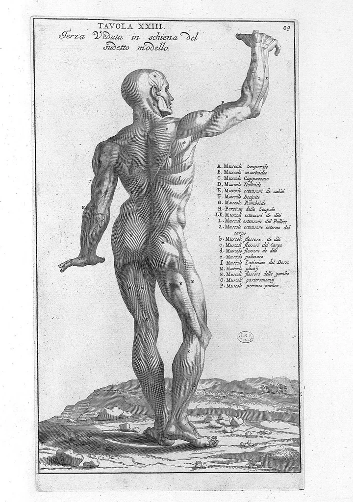 An illustration from Anatomia per uso et intelligenza del disegno ricercata non solo su gl'ossi, e muscoli del corpo humano : ma dimostrata ancora su le statue antiche più insigni di Roma : delineata in più tavole con tutte le figure in varie faccie, e vedute / per istudio della Regia Academia de Francia pittura e scultura sollo la direzzione di Carlo Errard gia direttore di essa in Roma ; preparata su'i cadaveri dal dottor Bernardino Genga ... ; con le spiegazioni et indice del sigr. canonico Gio. Maria Lancisi ..., 1691, leaf 38