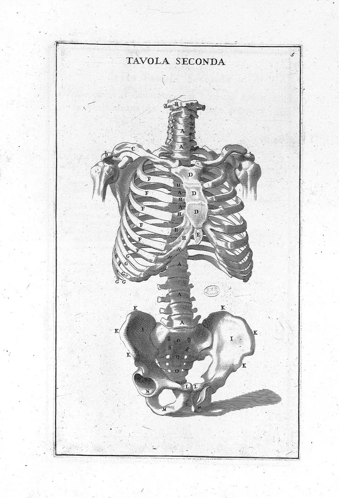 An illustration from Anatomia per uso et intelligenza del disegno ricercata non solo su gl'ossi, e muscoli del corpo humano : ma dimostrata ancora su le statue antiche più insigni di Roma : delineata in più tavole con tutte le figure in varie faccie, e vedute / per istudio della Regia Academia de Francia pittura e scultura sollo la direzzione di Carlo Errard gia direttore di essa in Roma ; preparata su'i cadaveri dal dottor Bernardino Genga ... ; con le spiegazioni et indice del sigr. canonico Gio. Maria Lancisi ..., 1691, leaf 4
