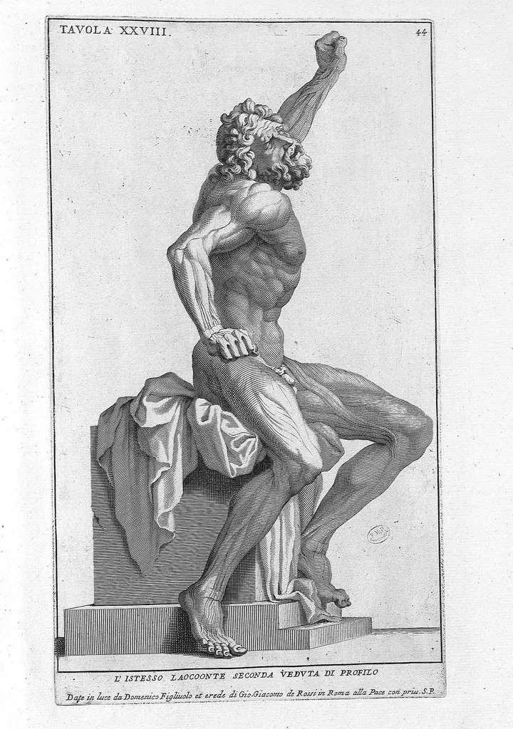 An illustration from Anatomia per uso et intelligenza del disegno ricercata non solo su gl'ossi, e muscoli del corpo humano : ma dimostrata ancora su le statue antiche più insigni di Roma : delineata in più tavole con tutte le figure in varie faccie, e vedute / per istudio della Regia Academia de Francia pittura e scultura sollo la direzzione di Carlo Errard gia direttore di essa in Roma ; preparata su'i cadaveri dal dottor Bernardino Genga ... ; con le spiegazioni et indice del sigr. canonico Gio. Maria Lancisi ..., 1691, leaf 43