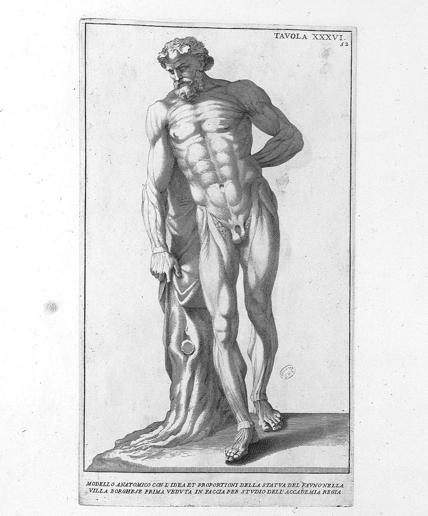 An illustration from Anatomia per uso et intelligenza del disegno ricercata non solo su gl'ossi, e muscoli del corpo humano : ma dimostrata ancora su le statue antiche più insigni di Roma : delineata in più tavole con tutte le figure in varie faccie, e vedute / per istudio della Regia Academia de Francia pittura e scultura sollo la direzzione di Carlo Errard gia direttore di essa in Roma ; preparata su'i cadaveri dal dottor Bernardino Genga ... ; con le spiegazioni et indice del sigr. canonico Gio. Maria Lancisi ..., 1691, leaf 51