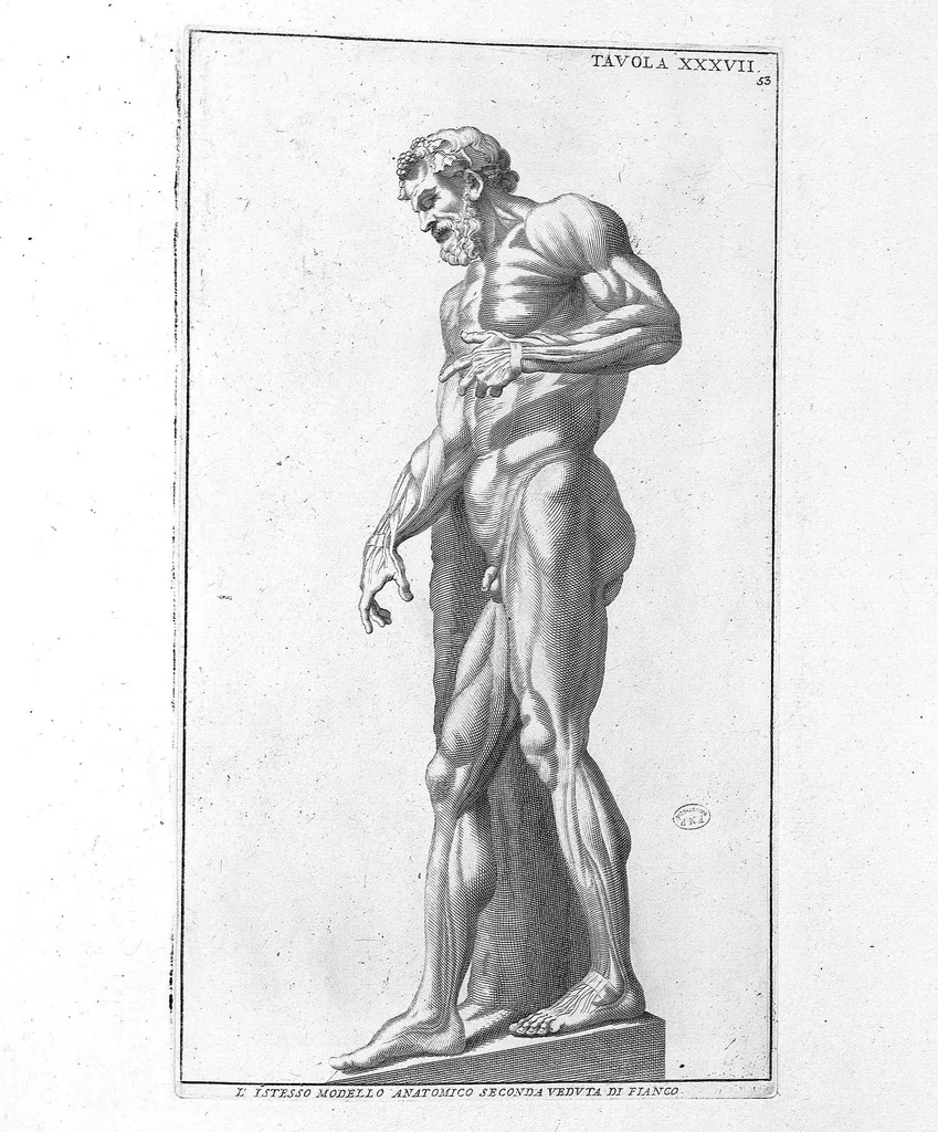 An illustration from Anatomia per uso et intelligenza del disegno ricercata non solo su gl'ossi, e muscoli del corpo humano : ma dimostrata ancora su le statue antiche più insigni di Roma : delineata in più tavole con tutte le figure in varie faccie, e vedute / per istudio della Regia Academia de Francia pittura e scultura sollo la direzzione di Carlo Errard gia direttore di essa in Roma ; preparata su'i cadaveri dal dottor Bernardino Genga ... ; con le spiegazioni et indice del sigr. canonico Gio. Maria Lancisi ..., 1691, leaf 52
