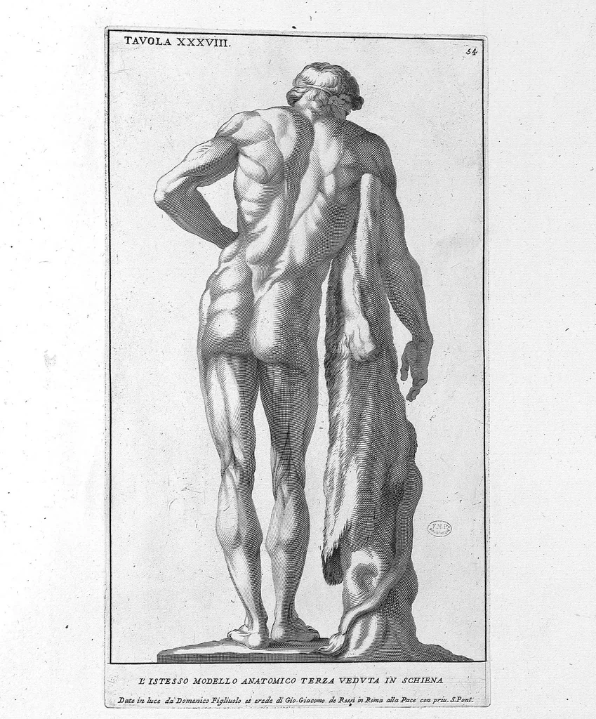An illustration from Anatomia per uso et intelligenza del disegno ricercata non solo su gl'ossi, e muscoli del corpo humano : ma dimostrata ancora su le statue antiche più insigni di Roma : delineata in più tavole con tutte le figure in varie faccie, e vedute / per istudio della Regia Academia de Francia pittura e scultura sollo la direzzione di Carlo Errard gia direttore di essa in Roma ; preparata su'i cadaveri dal dottor Bernardino Genga ... ; con le spiegazioni et indice del sigr. canonico Gio. Maria Lancisi ..., 1691, leaf 53