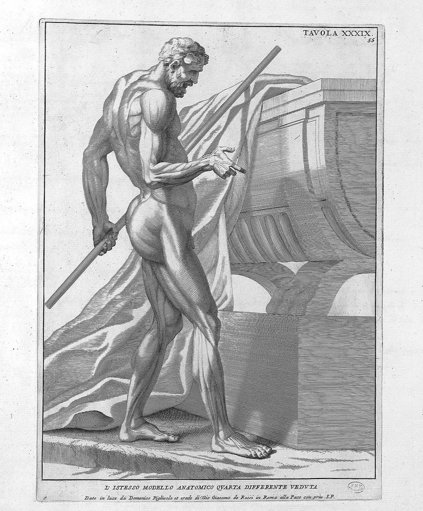 An illustration from Anatomia per uso et intelligenza del disegno ricercata non solo su gl'ossi, e muscoli del corpo humano : ma dimostrata ancora su le statue antiche più insigni di Roma : delineata in più tavole con tutte le figure in varie faccie, e vedute / per istudio della Regia Academia de Francia pittura e scultura sollo la direzzione di Carlo Errard gia direttore di essa in Roma ; preparata su'i cadaveri dal dottor Bernardino Genga ... ; con le spiegazioni et indice del sigr. canonico Gio. Maria Lancisi ..., 1691, leaf 54
