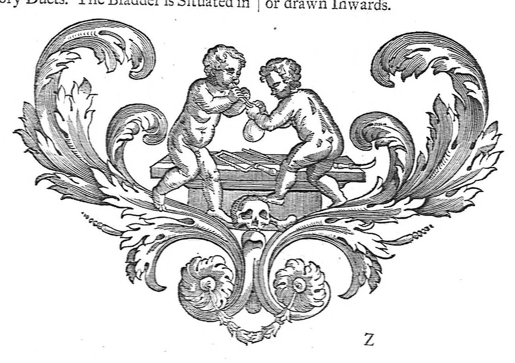 An illustration from The anatomy of human bodies,... containing many new anatomical discoveries and chirurgical observations, 1698, leaf 106