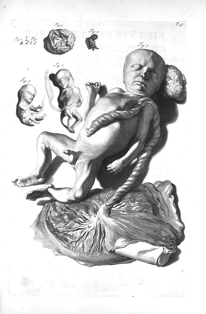 An illustration from The anatomy of human bodies,... containing many new anatomical discoveries and chirurgical observations, 1698, leaf 132