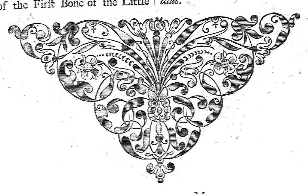 An illustration from The anatomy of human bodies,... containing many new anatomical discoveries and chirurgical observations, 1698, leaf 154