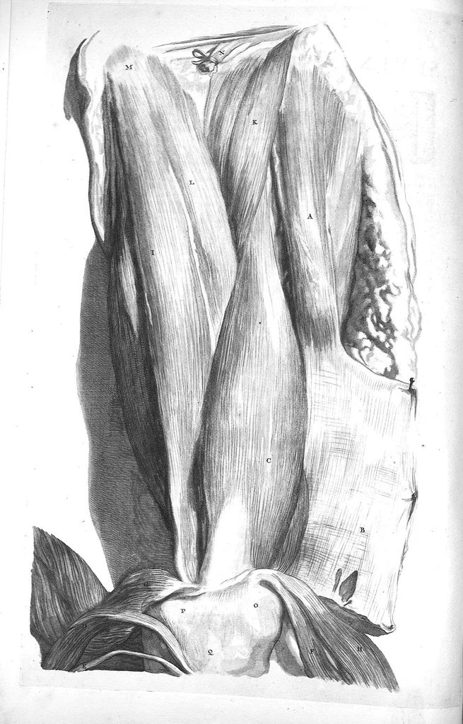 An illustration from The anatomy of human bodies,... containing many new anatomical discoveries and chirurgical observations, 1698, leaf 169