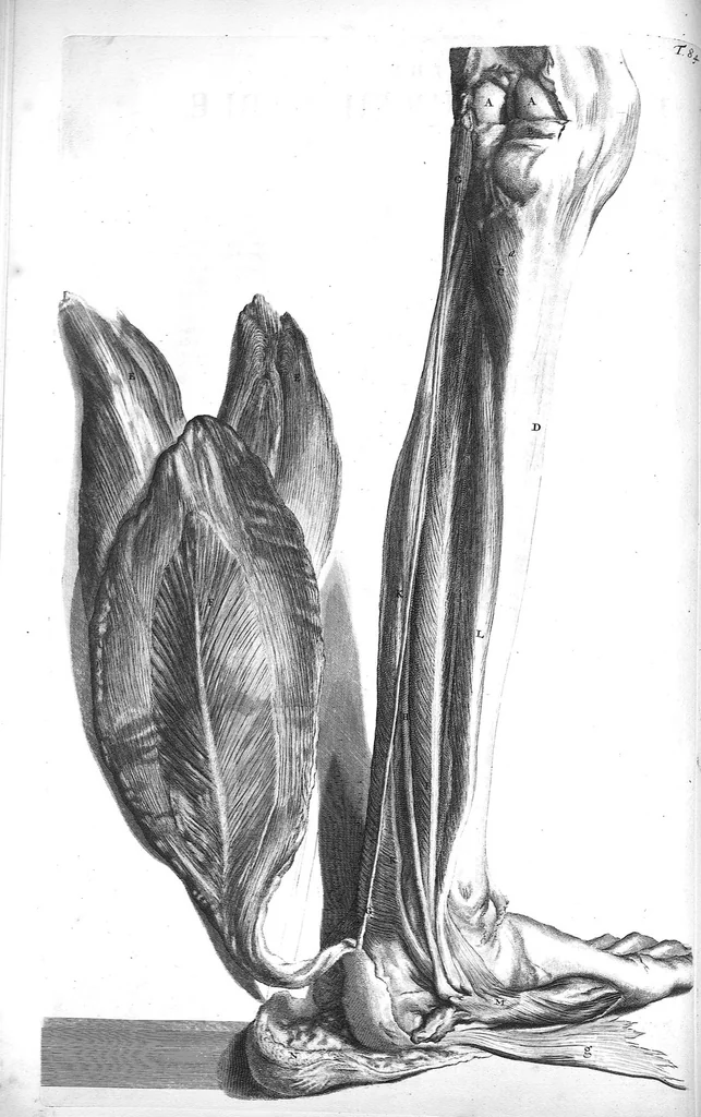 An illustration from The anatomy of human bodies,... containing many new anatomical discoveries and chirurgical observations, 1698, leaf 185