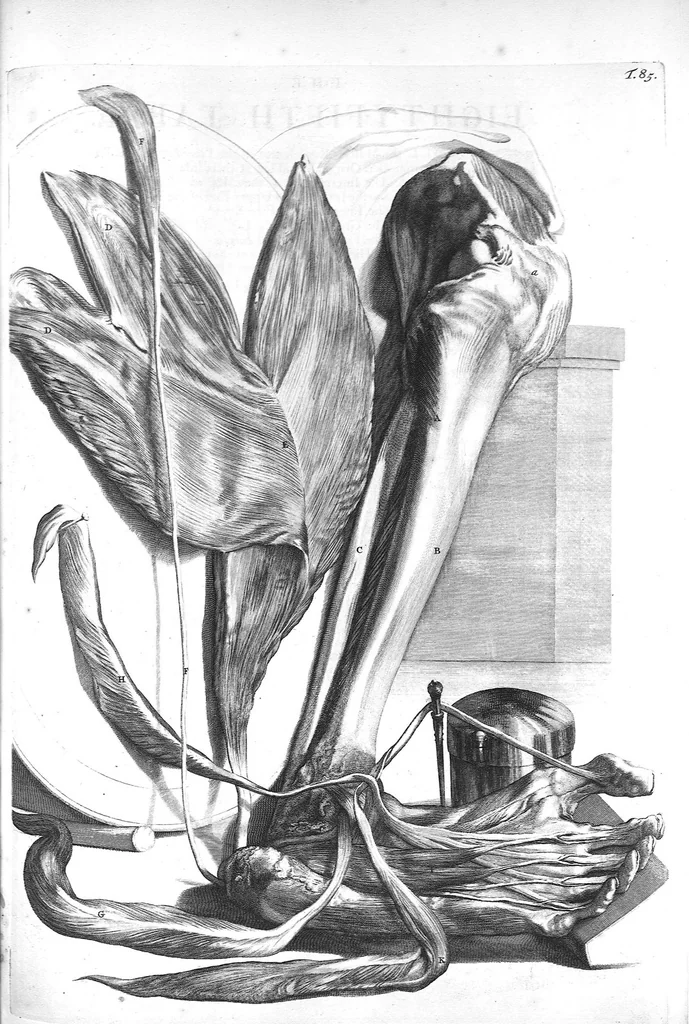 An illustration from The anatomy of human bodies,... containing many new anatomical discoveries and chirurgical observations, 1698, leaf 188