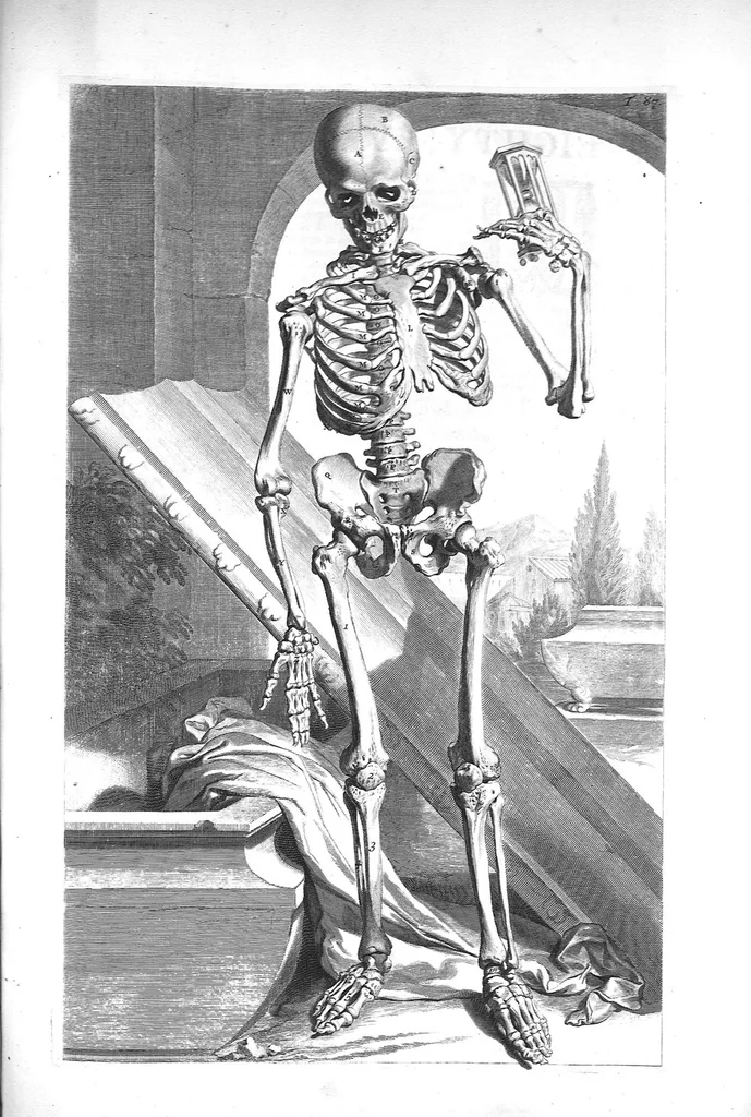 An illustration from The anatomy of human bodies,... containing many new anatomical discoveries and chirurgical observations, 1698, leaf 192