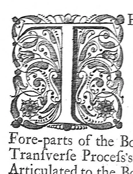An illustration from The anatomy of human bodies,... containing many new anatomical discoveries and chirurgical observations, 1698, leaf 206