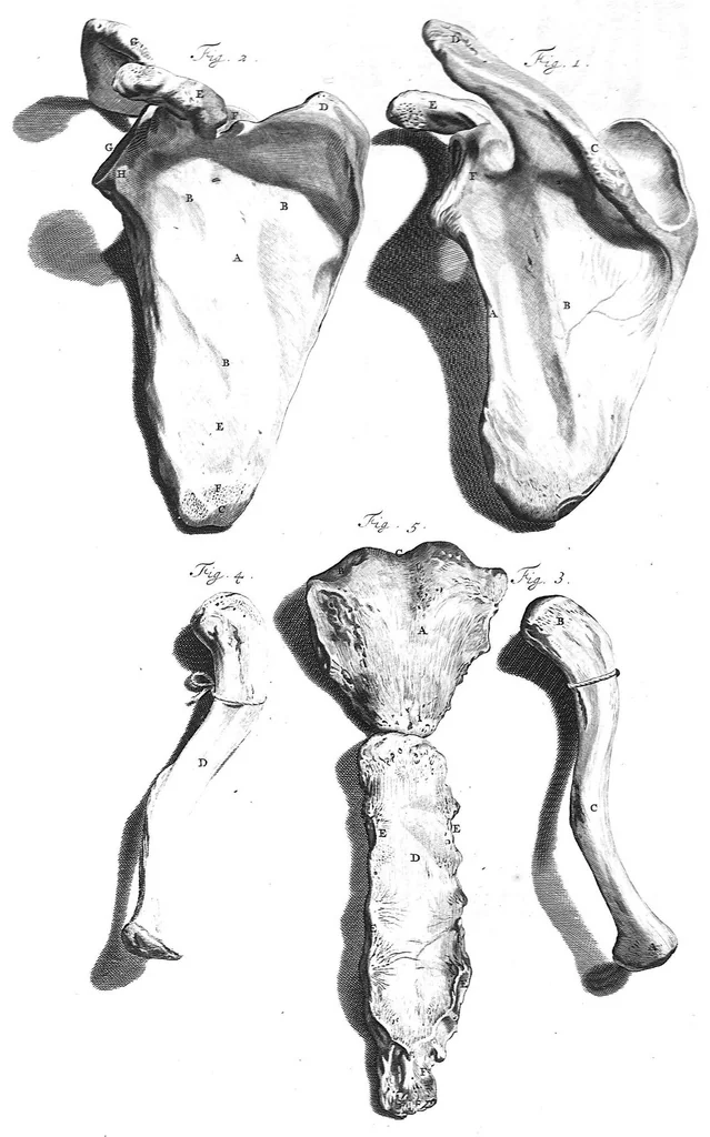 An illustration from The anatomy of human bodies,... containing many new anatomical discoveries and chirurgical observations, 1698, leaf 208