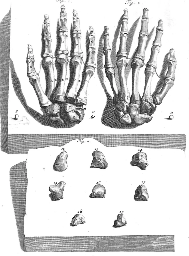 An illustration from The anatomy of human bodies,... containing many new anatomical discoveries and chirurgical observations, 1698, leaf 212