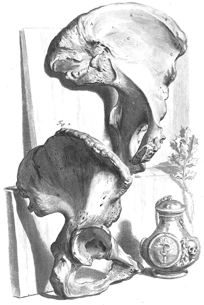 An illustration from The anatomy of human bodies,... containing many new anatomical discoveries and chirurgical observations, 1698, leaf 216