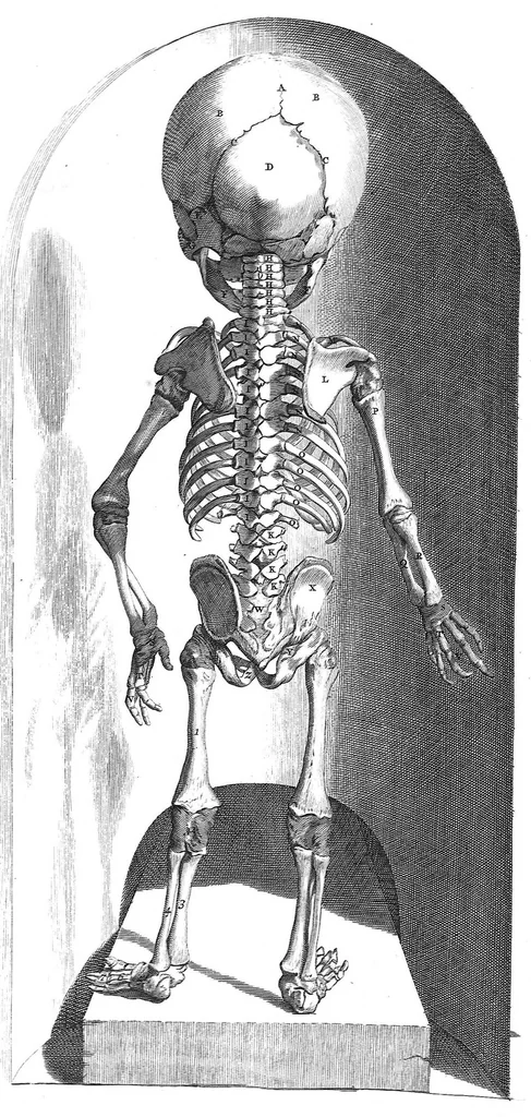 An illustration from The anatomy of human bodies,... containing many new anatomical discoveries and chirurgical observations, 1698, leaf 221
