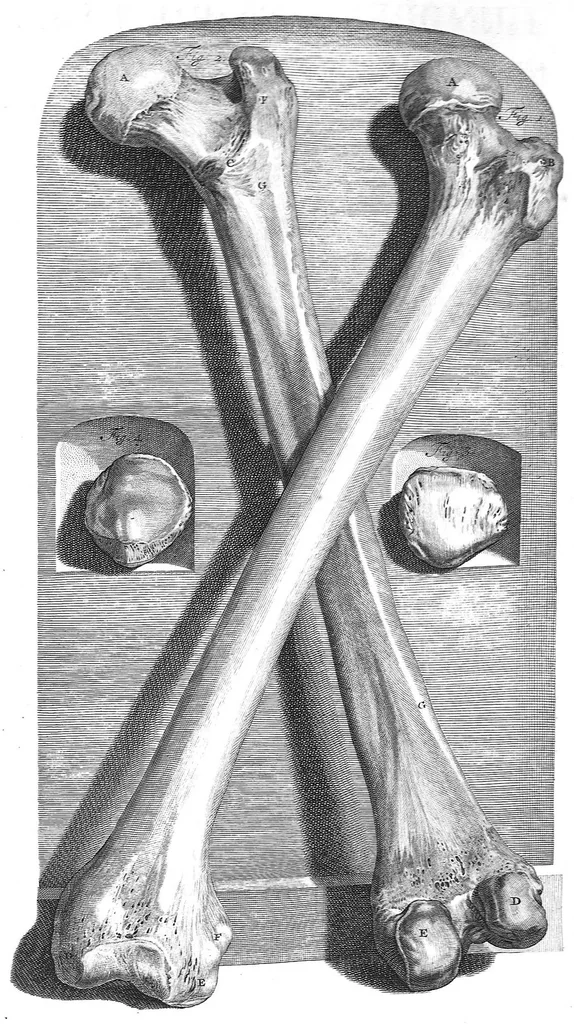 An illustration from The anatomy of human bodies,... containing many new anatomical discoveries and chirurgical observations, 1698, leaf 224
