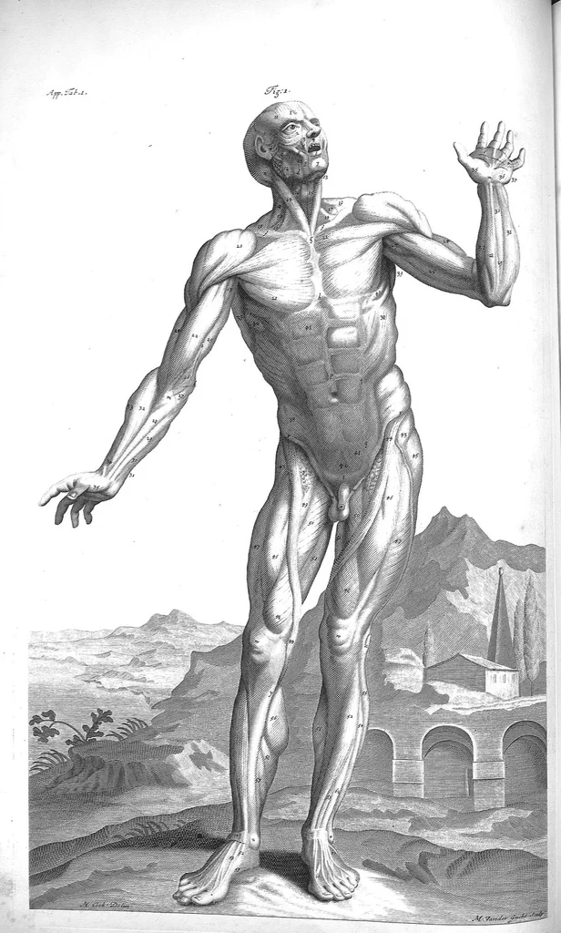 An illustration from The anatomy of human bodies,... containing many new anatomical discoveries and chirurgical observations, 1698, leaf 230